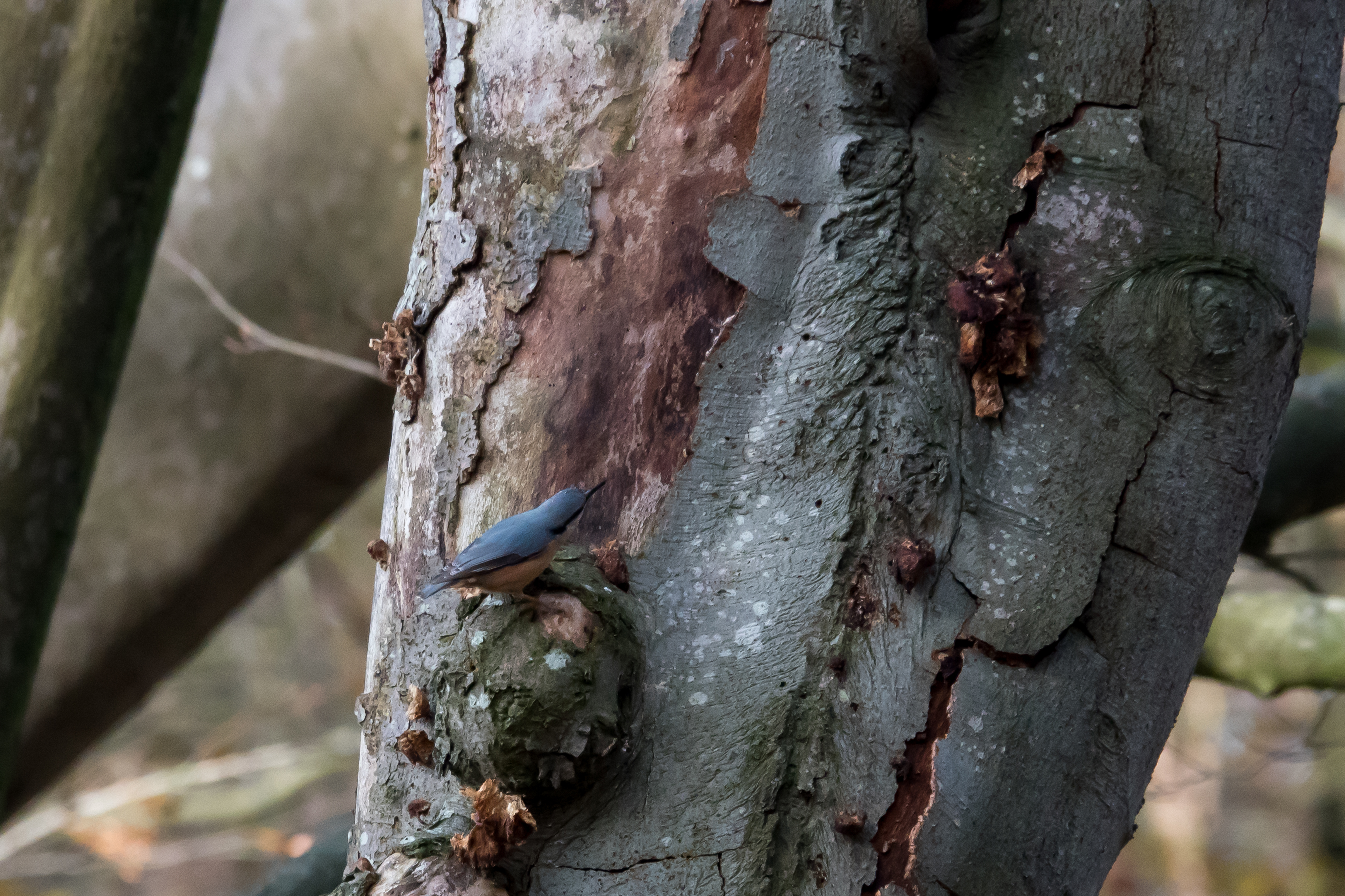 20191114-HT-141119209