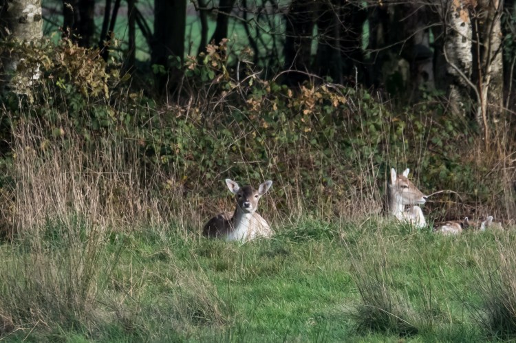 20191114-HT-141119226