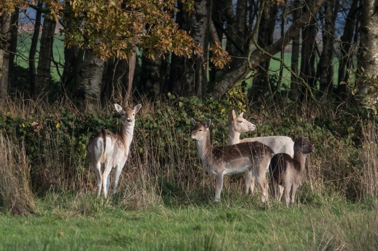 20191114-HT-141119233