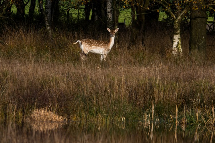 20191114-HT-141119242