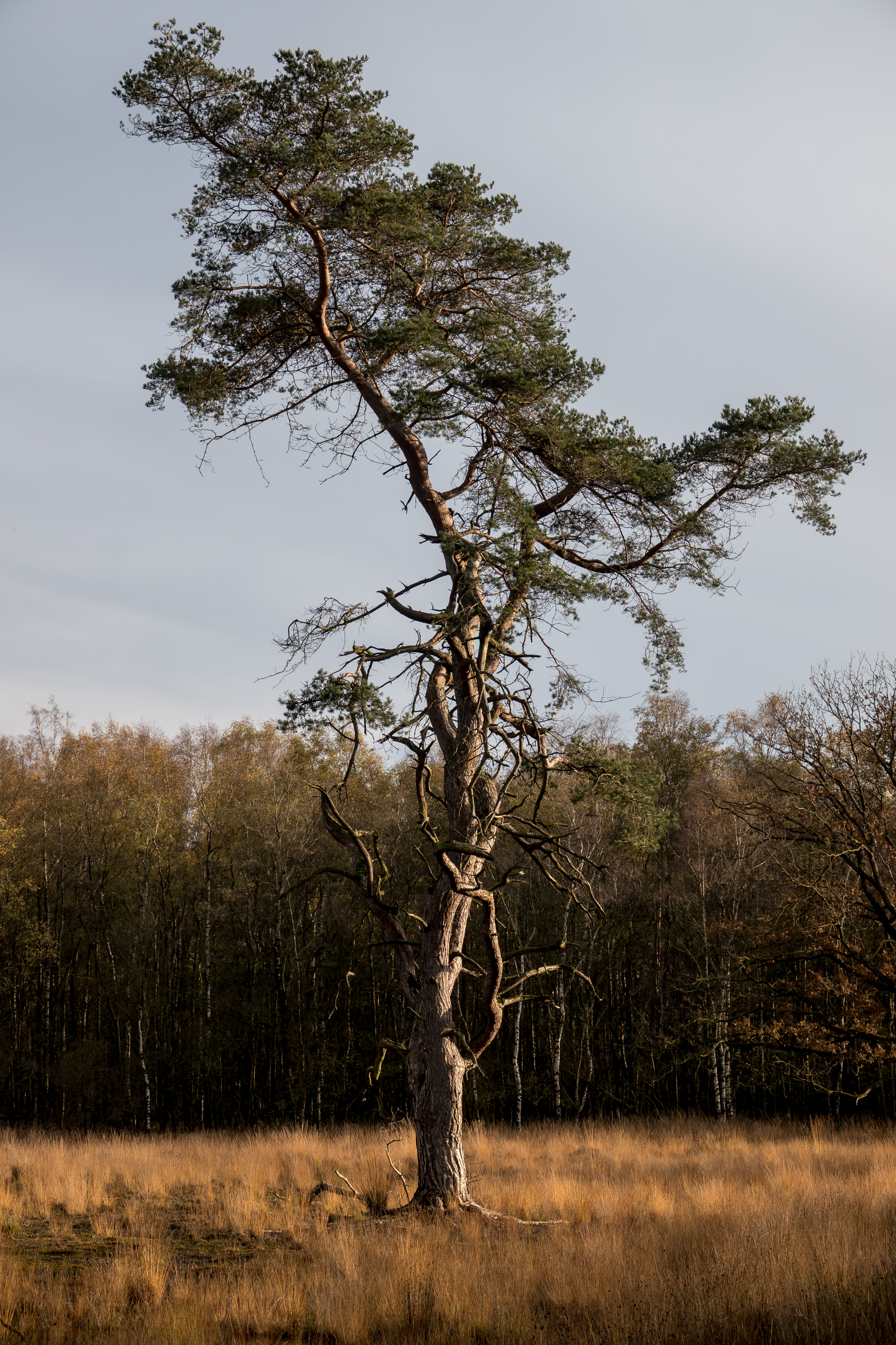 20191114-HT-141119252