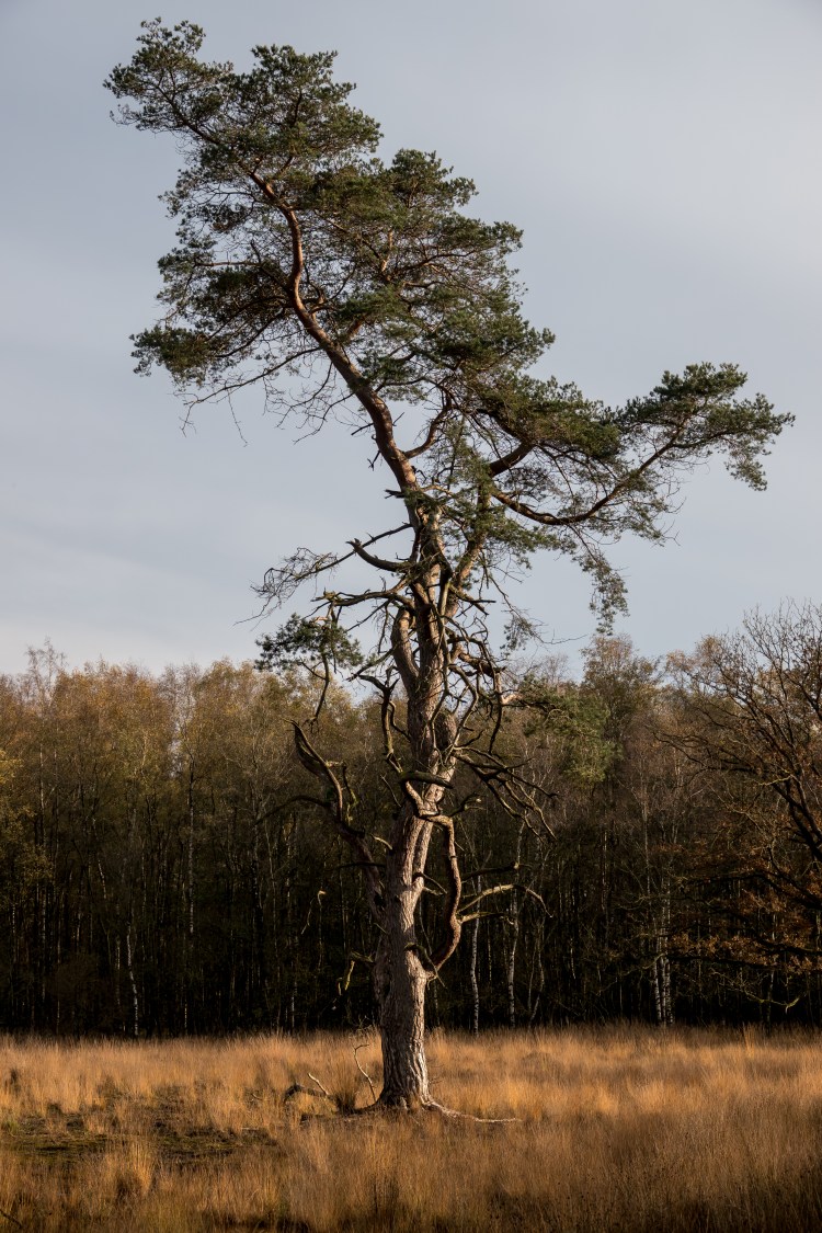 20191114-HT-141119252